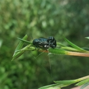 Aporocera (Aporocera) scabrosa at Holder, ACT - 14 Dec 2021