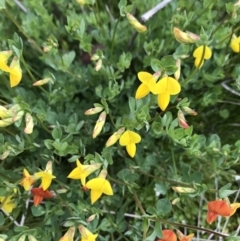 Lotus corniculatus (Birds-Foot Trefoil) at Rendezvous Creek, ACT - 5 Dec 2021 by BrianH