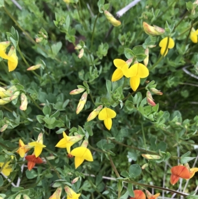 Lotus corniculatus (Birds-Foot Trefoil) at Namadgi National Park - 5 Dec 2021 by BrianH