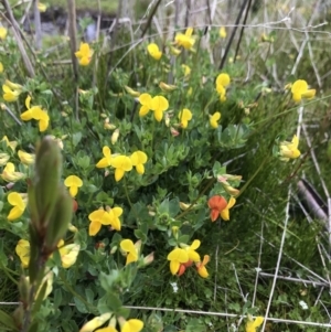 Lotus corniculatus at Rendezvous Creek, ACT - 5 Dec 2021