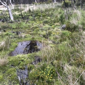 Lotus corniculatus at Rendezvous Creek, ACT - 5 Dec 2021