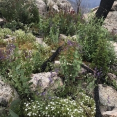 Veronica perfoliata (Digger's Speedwell) at Namadgi National Park - 5 Dec 2021 by BrianH