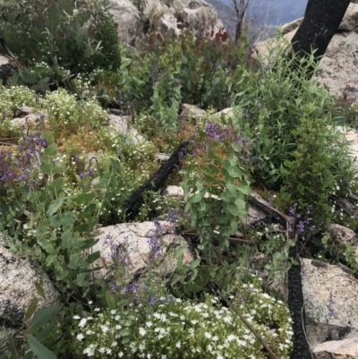 Veronica perfoliata (Digger's Speedwell) at Rendezvous Creek, ACT - 5 Dec 2021 by BrianH