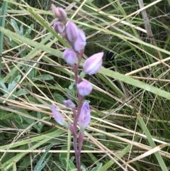 Thelymitra (Genus) (Sun Orchid) at Cotter River, ACT - 5 Dec 2021 by BrianH