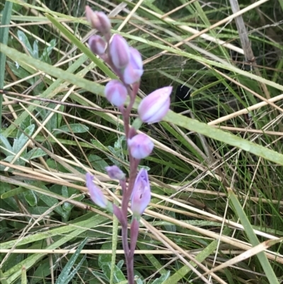 Thelymitra sp. (A Sun Orchid) at Namadgi National Park - 4 Dec 2021 by BrianH