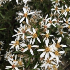 Olearia erubescens (Silky Daisybush) at Cotter River, ACT - 4 Dec 2021 by BrianH
