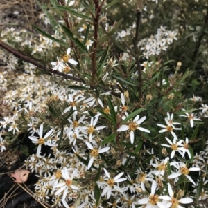 Olearia erubescens at Cotter River, ACT - 5 Dec 2021