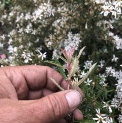 Olearia erubescens at Cotter River, ACT - 5 Dec 2021