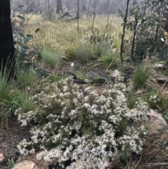 Olearia erubescens at Cotter River, ACT - 5 Dec 2021