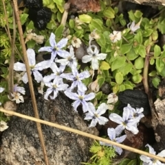 Lobelia pedunculata (Matted Pratia) at Cotter River, ACT - 4 Dec 2021 by BrianH