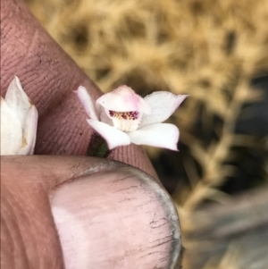 Caladenia alpina at Cotter River, ACT - 5 Dec 2021