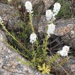 Stackhousia monogyna (Creamy Candles) at Rendezvous Creek, ACT - 5 Dec 2021 by BrianH