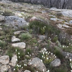 Stackhousia monogyna at Rendezvous Creek, ACT - 5 Dec 2021