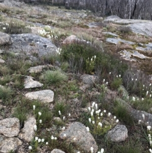 Stackhousia monogyna at Rendezvous Creek, ACT - 5 Dec 2021