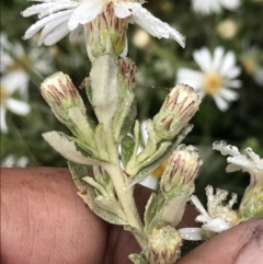 Olearia brevipedunculata (Dusty Daisy Bush) at Namadgi National Park - 4 Dec 2021 by BrianH