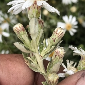 Olearia brevipedunculata at Rendezvous Creek, ACT - 5 Dec 2021 10:24 AM