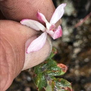 Caladenia alpina at Rendezvous Creek, ACT - 5 Dec 2021
