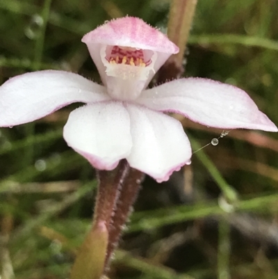 Caladenia alpina (Mountain Caps) at Rendezvous Creek, ACT - 5 Dec 2021 by BrianH