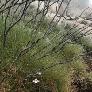 Caladenia alpina at Rendezvous Creek, ACT - 5 Dec 2021