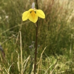 Diuris monticola (Highland Golden Moths) at Namadgi National Park - 5 Dec 2021 by BrianH