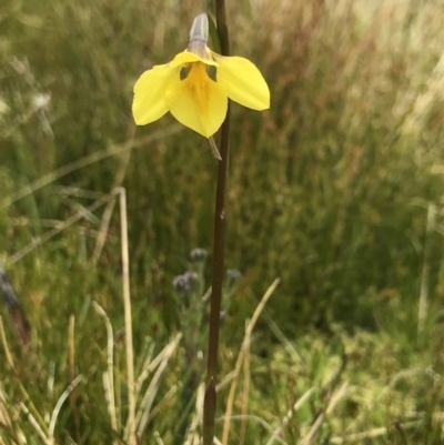 Diuris monticola (Highland Golden Moths) at Namadgi National Park - 5 Dec 2021 by BrianH