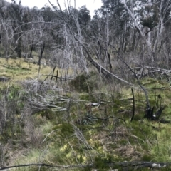 Diuris monticola at Rendezvous Creek, ACT - 5 Dec 2021