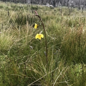 Diuris monticola at Rendezvous Creek, ACT - suppressed