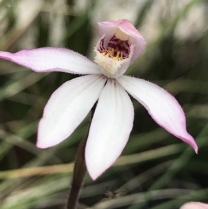 Caladenia alpina at Rendezvous Creek, ACT - suppressed