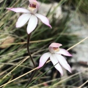 Caladenia alpina at Rendezvous Creek, ACT - 5 Dec 2021