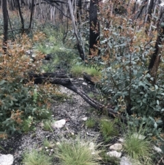 Caladenia alpina at Rendezvous Creek, ACT - suppressed