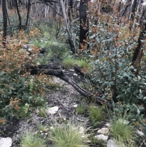 Caladenia alpina at Rendezvous Creek, ACT - 5 Dec 2021