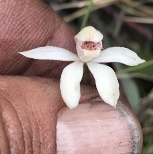 Caladenia alpina at Rendezvous Creek, ACT - 5 Dec 2021