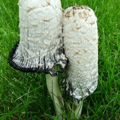 Coprinus comatus (Shaggy Ink Cap) at Red Hill, ACT - 15 Dec 2021 by HelenJ