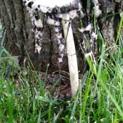 Coprinus comatus at Red Hill, ACT - 15 Dec 2021 12:27 PM