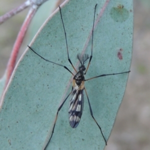 Gynoplistia (Gynoplistia) bella at Conder, ACT - 20 Oct 2021 06:00 PM