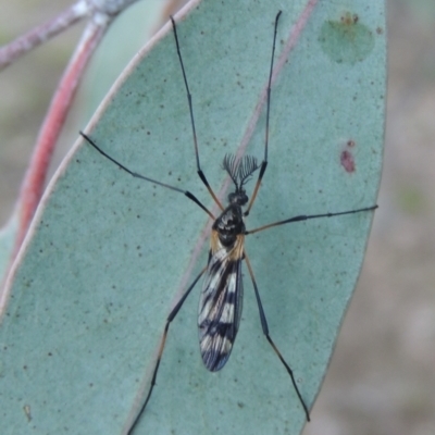 Gynoplistia (Gynoplistia) bella (A crane fly) at Rob Roy Range - 20 Oct 2021 by michaelb