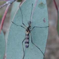 Gynoplistia (Gynoplistia) bella at Conder, ACT - 20 Oct 2021 06:00 PM