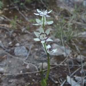 Wurmbea dioica subsp. dioica at Conder, ACT - 20 Oct 2021