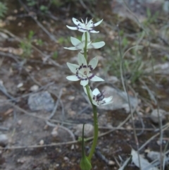 Wurmbea dioica subsp. dioica (Early Nancy) at Rob Roy Range - 20 Oct 2021 by michaelb