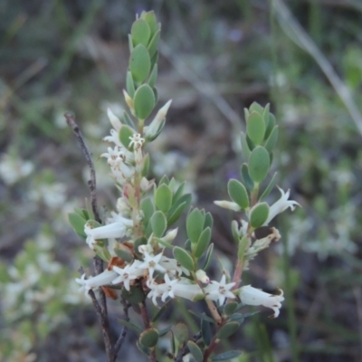 Brachyloma daphnoides (Daphne Heath) at Conder, ACT - 20 Oct 2021 by michaelb