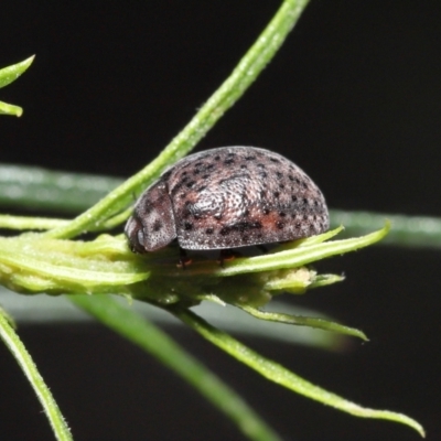 Trachymela sp. (genus) (Brown button beetle) at ANBG - 12 Dec 2021 by TimL