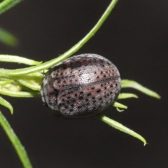 Trachymela sp. (genus) at Acton, ACT - 12 Dec 2021