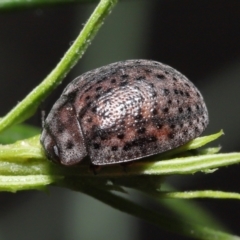 Trachymela sp. (genus) at Acton, ACT - 12 Dec 2021