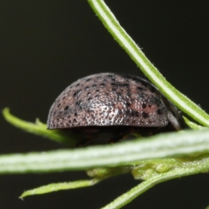 Trachymela sp. (genus) at Acton, ACT - 12 Dec 2021