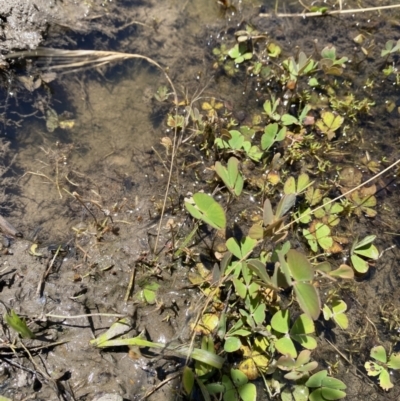 Marsilea costulifera (Nardoo) at Coree, ACT - 15 Dec 2021 by Tyson