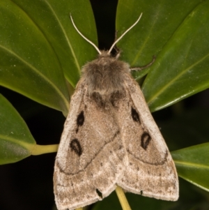 Anthela ocellata at Melba, ACT - 19 Oct 2021 06:56 PM