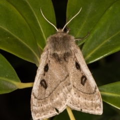 Anthela ocellata (Eyespot Anthelid moth) at Melba, ACT - 19 Oct 2021 by kasiaaus