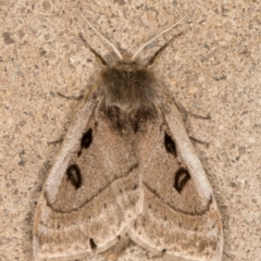 Anthela ocellata at Melba, ACT - 19 Oct 2021 06:56 PM