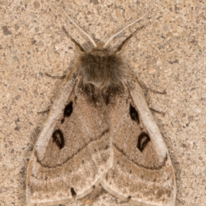 Anthela ocellata at Melba, ACT - 19 Oct 2021