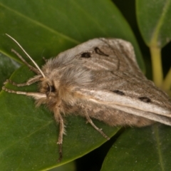 Anthela ocellata at Melba, ACT - 19 Oct 2021